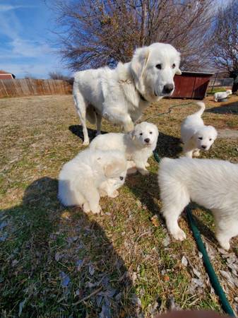 Great Pyrenees Puppies