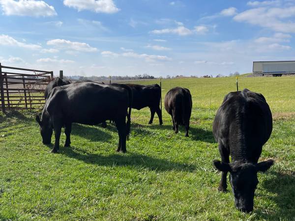 20 Fancy Black Angus Cows