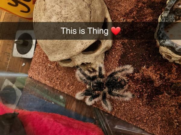 2 Curly Hair Tarantula’s