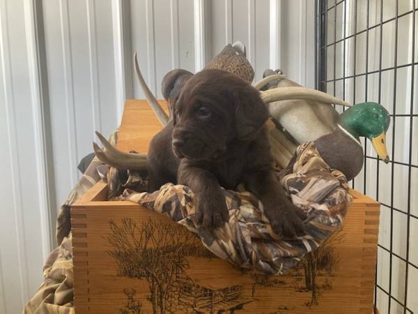 Purebred Lab Puppies