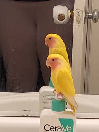 Lovebird Pair for rehoming