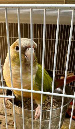 Handfed baby lovebird