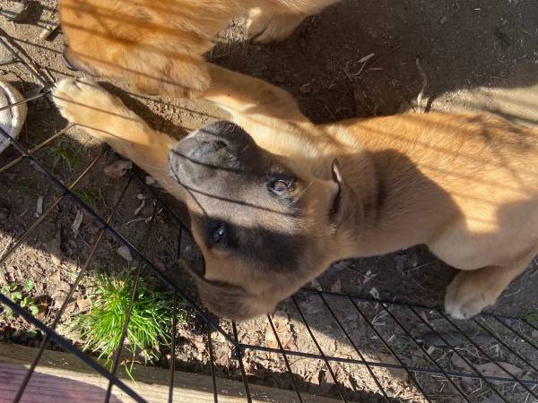 Belgian mastiff mix puppies