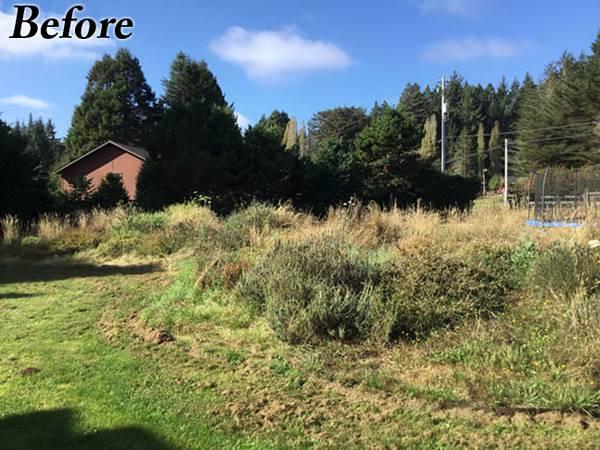 ????WEEDS BE GONE-Fine Landscape-Tree Care-Brush Clearing & More??