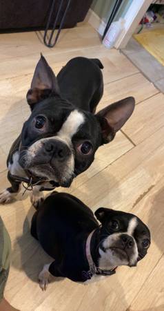 boston terrier puppies coming soon!