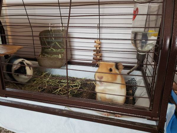 Guinea pig rehoming