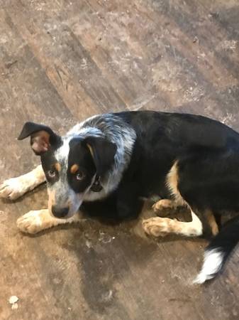 Female Puppy Cattle Dog