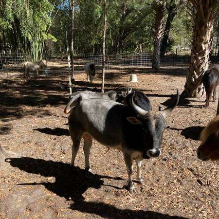 Miniature Zebu