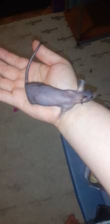 Hairless mice