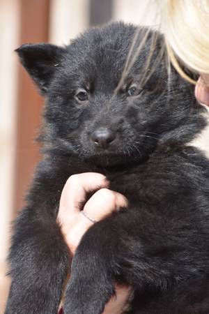 black German Shepherd