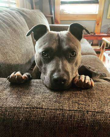 Blue American Staffordshire Male – Rehoming