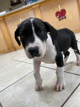 great dane puppies