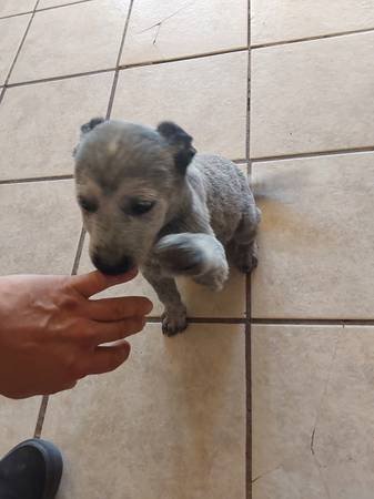 Blue Heeler puppy