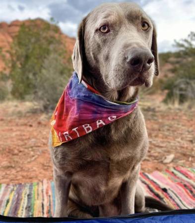 Lost silver lab dog