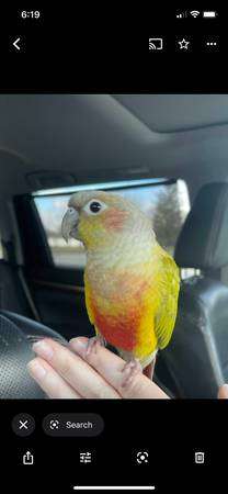 Rehome Dilute Green Cheek