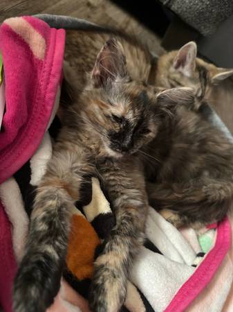 2 Kittens