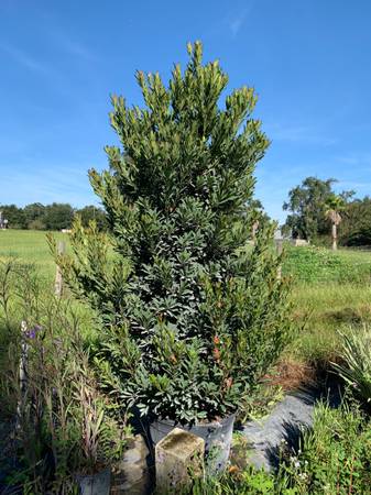 Japanese Blueberry trees