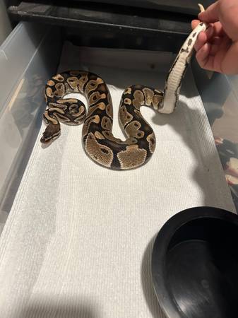 Ball pythons