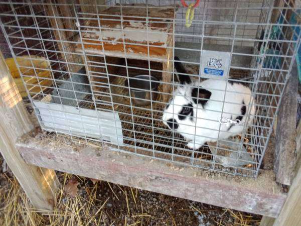 bunnies for sale