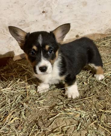 Corgi puppies