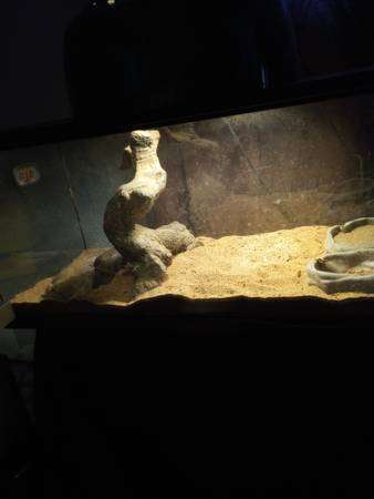 Bearded Dragon with tank and supplies