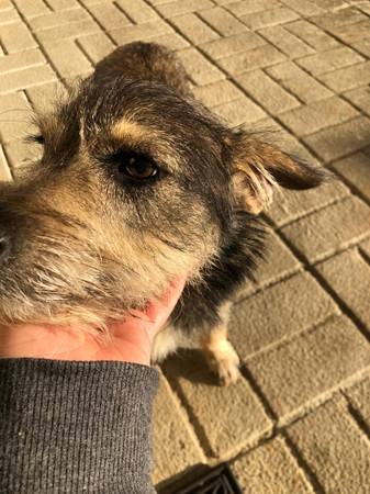 Beautiful Pup Terrier