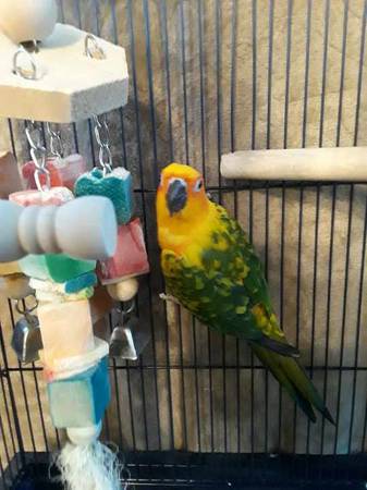 Young Parrot, Sun Conure, believe it’s a male