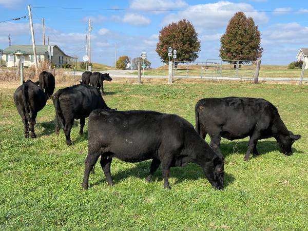 20 Fancy Black Angus Cows