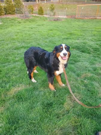 Purebread Bernese mountain dog