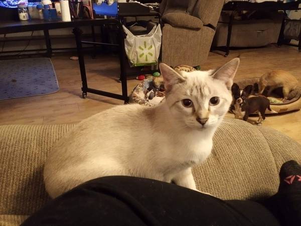 Female Snow Point Siamese