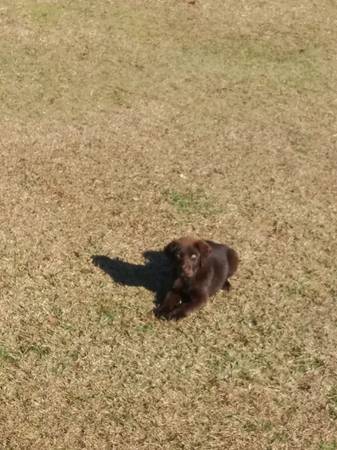 Chocolate lab male