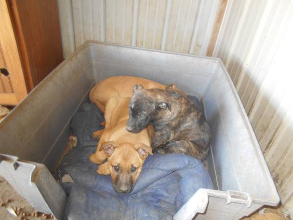 Rehoming Dutch Shepherd cross Puppies