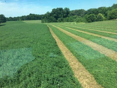 Advanced Hay N Pasture Fertilizer! Fesue- Orchard -Alfalfa- Bermuda!