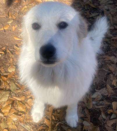 great pyrenees