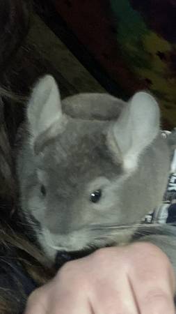 Chinchilla needs rehomed!