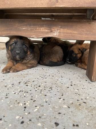 Saint Bernard/German Shepherd Puppies