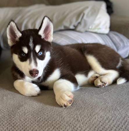 Female Husky 11 weeks old