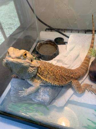 Bearded Dragon + Tank, Lights, Food