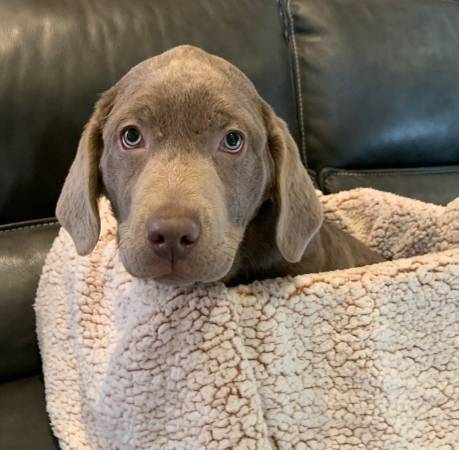 AKC female lab