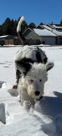 Sheepadoodle Puppy