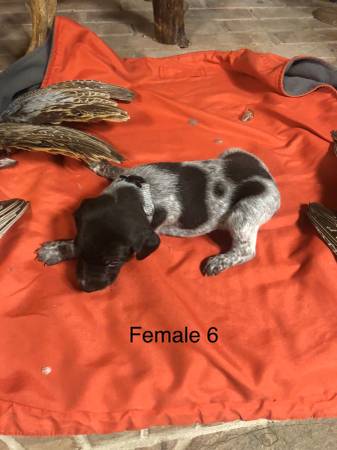 German shorthair pointer pups