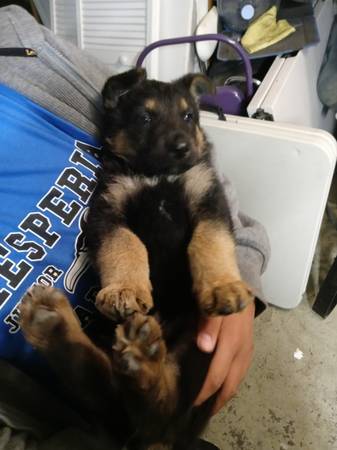 Black tan boy german shepherd pup