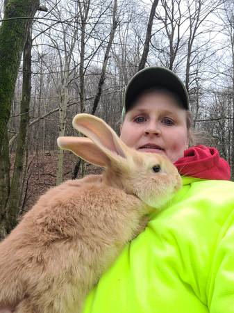 Fawn Flemish Giant buck with pedigree