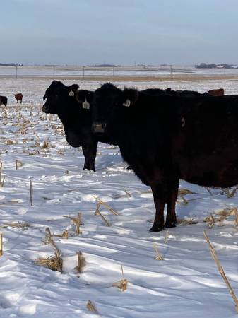 3 and 4 year old bred cows