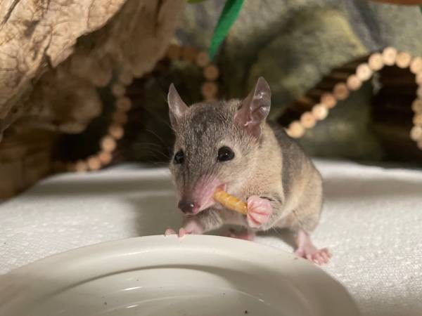 Short tailed Opossum-female