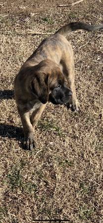 English Mastiff