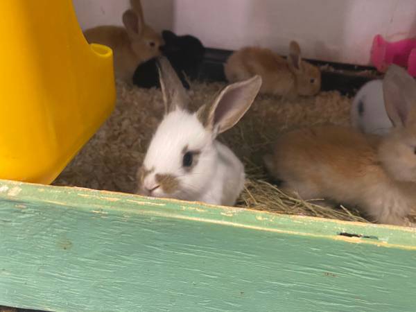 Checkered giant, continental bunny, rabbits