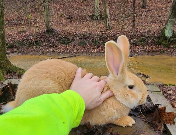 Fawn Flemish Giant buck with pedigree