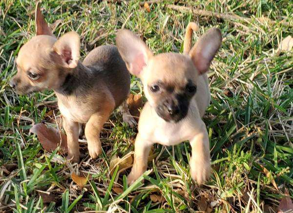 Loving Chihuahua puppies seeking forever home!