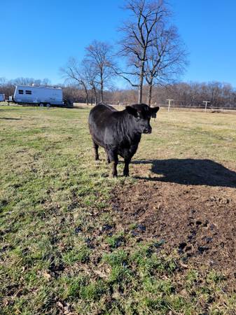 Registered Angus Bull